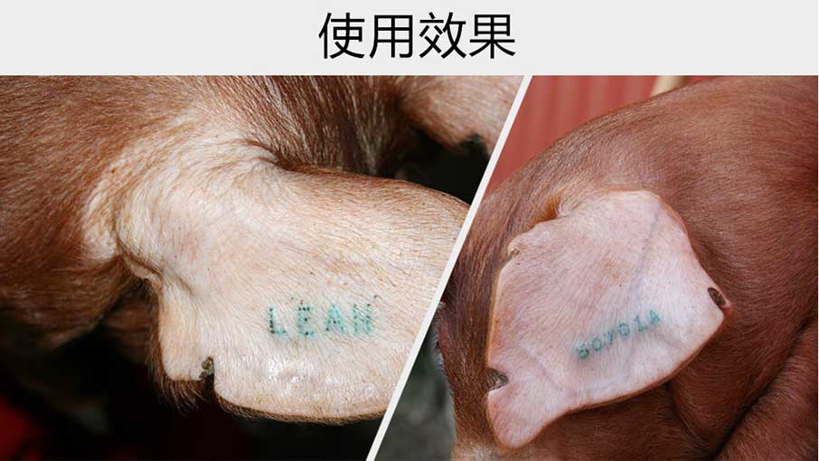 使用香港正牌资料大全刺青钳打耳号的效果