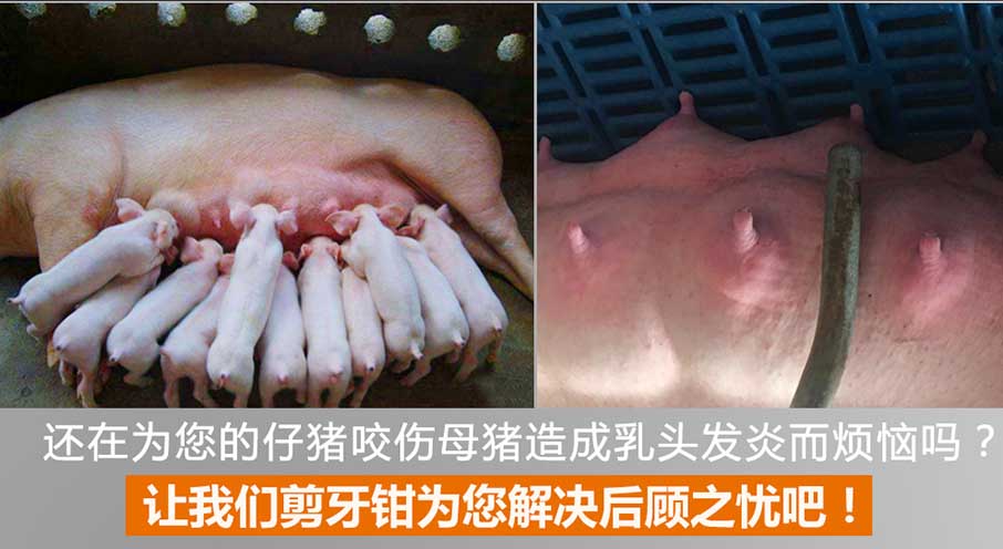 香港正牌资料大全仔猪剪牙钳