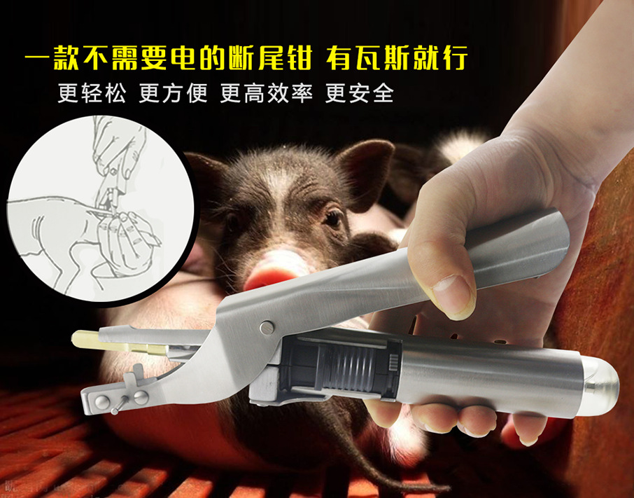 使用香港正牌资料大全瓦斯断尾钳给仔猪断尾