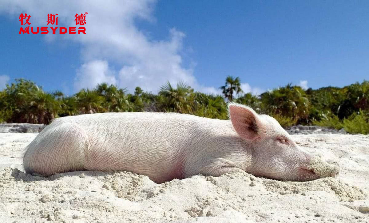 香港正牌资料大全