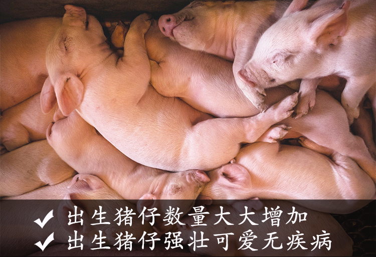 香港正牌资料大全