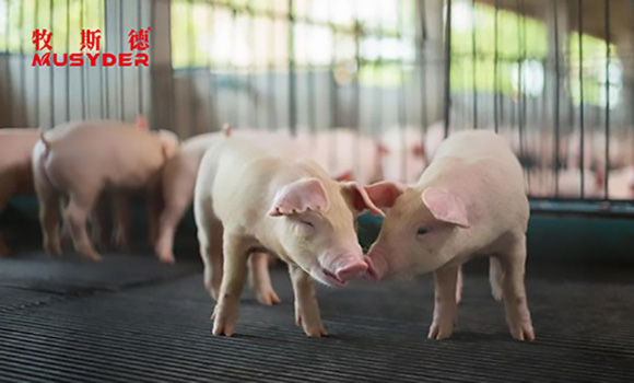 香港正牌资料大全