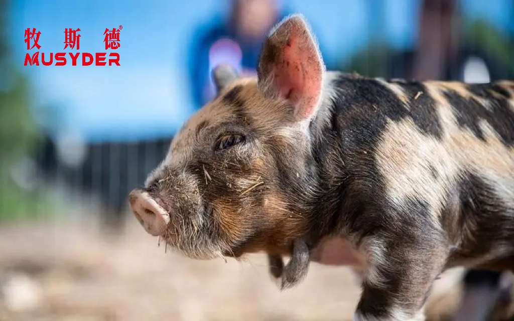 香港正牌资料大全